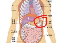 孕期肋骨痛（孕晚期左侧肋骨疼怎么回事）