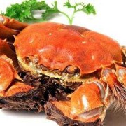 孕期吃大闸蟹（怀孕后可以吃螃蟹吗）