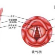 胎儿声带（胎儿声带什么时候发育）