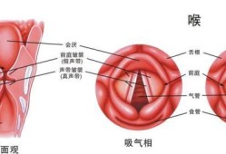 胎儿声带（胎儿声带什么时候发育）
