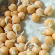 孕妇吃豌豆对胎儿好吗（豌豆发芽了，孕妇可以吃么?求解）