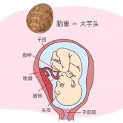 胎儿头朝上的原因（胎儿头朝上是什么原因造成的）