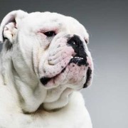 鼻子最短的狗犬,胎儿鼻子短