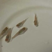 鱼的怀孕期（鱼的怀孕期是多长时间）