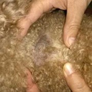 泰迪犬脖子后小块皮肤变硬增厚,胎儿颈部增厚消失怎么回事