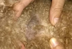 泰迪犬脖子后小块皮肤变硬增厚,胎儿颈部增厚消失怎么回事