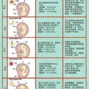 怀孕胎儿发育（怀孕胎儿发育过程图片）