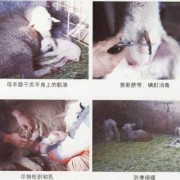 母羊产死羔的原因,胎儿死在肚子里是什么原因