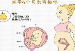 四个月胎儿的位置（四个月胎儿的位置图）
