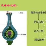 绿色循环圈哪些宝宝有两技能,胎儿循环图片