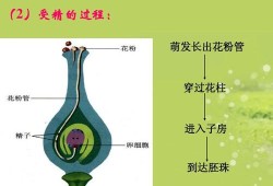 绿色循环圈哪些宝宝有两技能,胎儿循环图片