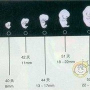 孕期九周（孕期九周是几个月）