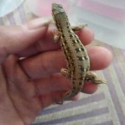 蜥蜴孕期（蜥蜴孕期是多少天）
