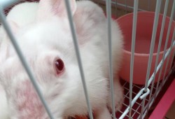 孕期能脱毛吗（兔子怀孕后会剧烈脱毛吗）