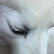 孕期视力下降（狗狗怀孕了经常流眼屎正常吗）