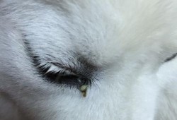 孕期视力下降（狗狗怀孕了经常流眼屎正常吗）