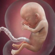 怀孕13周胎儿应该多大正常，几厘米属于正常呢,怀孕13周胎儿大小标准