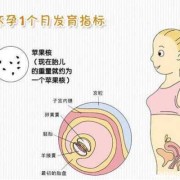 孕期一个月（孕期一个月有什么反应）