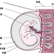 胎儿脐带什么时候形成（胎儿脐带什么时候形成胎盘）