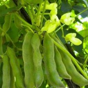 孕妇可以吃毛爪豆吗,孕期吃毛豆对胎儿好吗有影响吗
