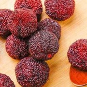 备孕期能吃杨梅吗（备孕期能吃杨梅吗）