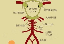 胎儿C型血管环（大脑willis环为什么叫willis环）