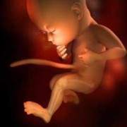 怀孕4个多月了胎儿图片（怀孕4个多月了胎儿图片大全）