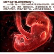 胎儿雏形是男孩子（12周孩子发育到什么程度）