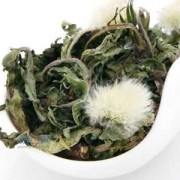 蒲公英孕妇能吃吗,孕期能吃蒲公英吗
