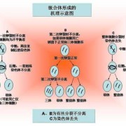 胎儿嵌合体（嵌合体是什么）