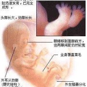 怀孕九周是几个月了？这个怎么计算啊,胎儿9周有多大图片