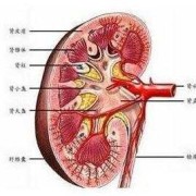 胎儿右肾囊肿（胎儿右肾囊肿是怎么引起的）
