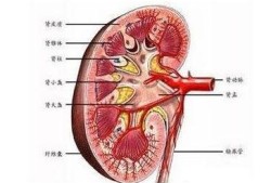 胎儿右肾囊肿（胎儿右肾囊肿是怎么引起的）