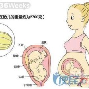 36周的宝宝在肚子里的样子,36周胎儿发育标准对照表