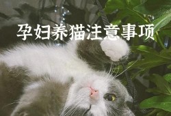 怀孕期间可以养猫吗（怀孕期间可以养猫吗?对胎儿有什么影响呢?）