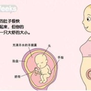 4个月胎儿的模样是什么样子的？都发育什么了,胎儿的成长表图片