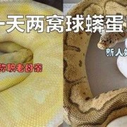 蛇怎么生出宝宝来的,蛇胎儿免费阅读全文