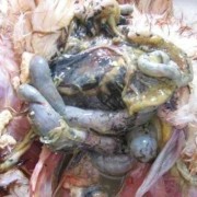 孕期霉菌能顺产吗（孕期霉菌能顺产吗有影响吗）