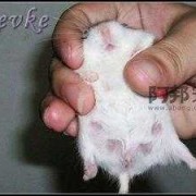 仓鼠受孕期有什么征兆,仓鼠的孕期是多长