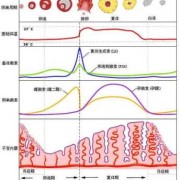 怀孕65天雌二醇多少是正常的,孕65天胎儿发育情况怎么样