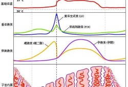 怀孕65天雌二醇多少是正常的,孕65天胎儿发育情况怎么样