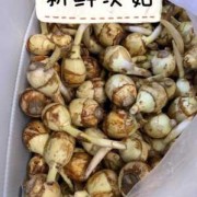 孕期可以吃茨菇吗（孕期可以吃茨菇吗?）
