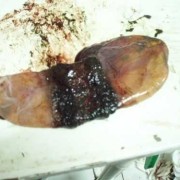 小狗生狗狗时，还有个胎盘没出来怎么办,胎儿在胎盘里的图片