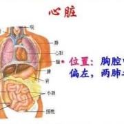 胎儿心脏位于左侧胸腔（心脏在左边还是右边）
