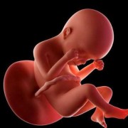 66天的宝宝在妈妈肚子里是什么样的,怀孕66天胎儿有多大图