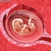 54天宝宝会什么,54天的胎儿有多大图片