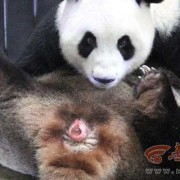 熊猫孕期（熊猫孕期多长时间）