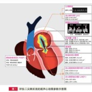 胎儿二尖瓣反流（胎儿二尖瓣反流是什么意思）