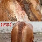 母牛怀孕期（牛一般怀胎几月）