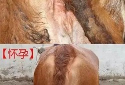 母牛怀孕期（牛一般怀胎几月）
